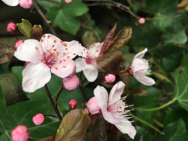 Frühling Kirschblüten